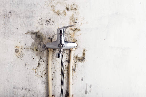 Best Localized Mold Remediation (e.g., coastal areas, humid climates) in Plano, TX