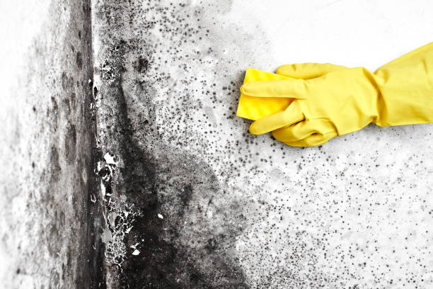  Plano, TX Mold Removal Pros