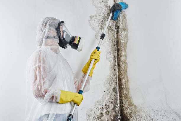 Best Crawl Space Mold Remediation in Plano, TX