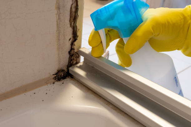 Trusted Plano, TX Mold Remediation Experts