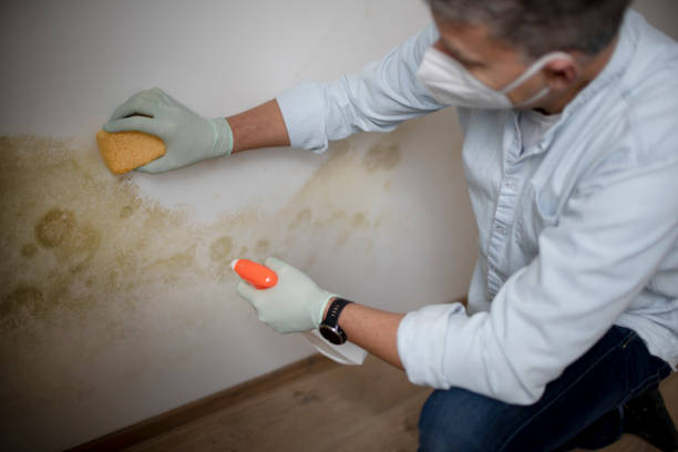 Best Mold Remediation for Specific Building Types in Plano, TX
