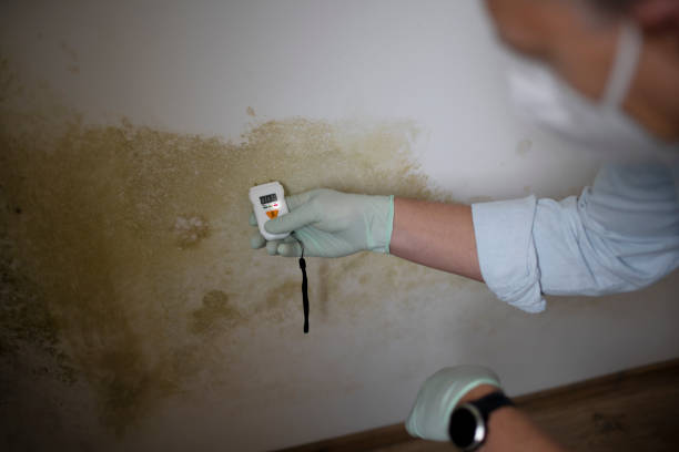 Best DIY Mold Remediation Support Services in Plano, TX