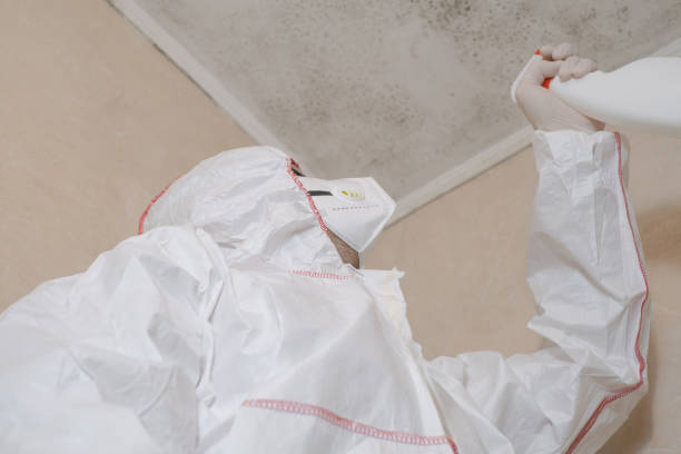 Best Residential Mold Remediation in Plano, TX