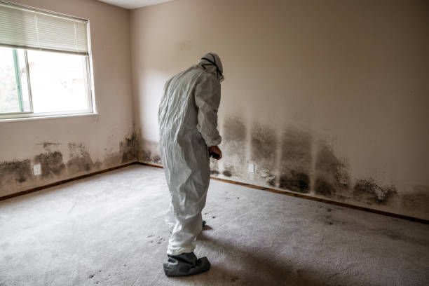 Best Health and Safety Mold Remediation in Plano, TX