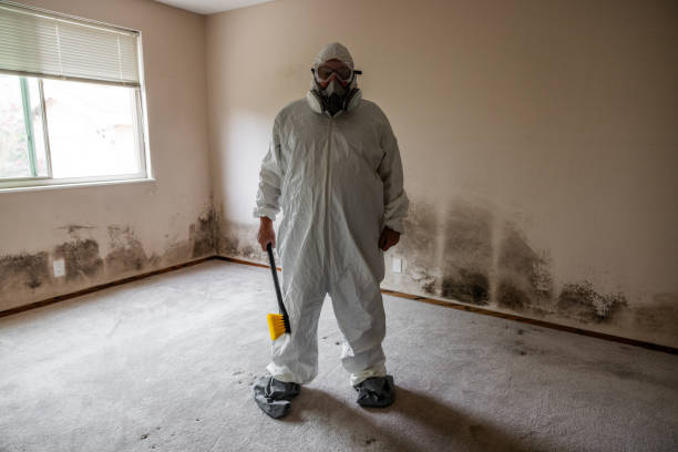 Best White Mold Remediation in Plano, TX