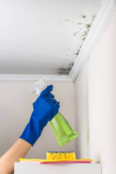Best Preventive Mold Services in Plano, TX